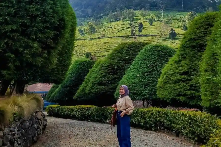 Bukit Jamur Ciwidey